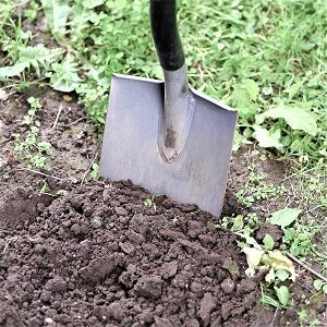 Clay Soil Tolerant Plants