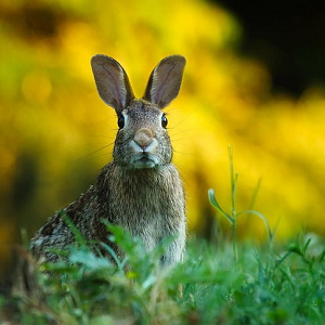 Plants Resistant to Rabbits