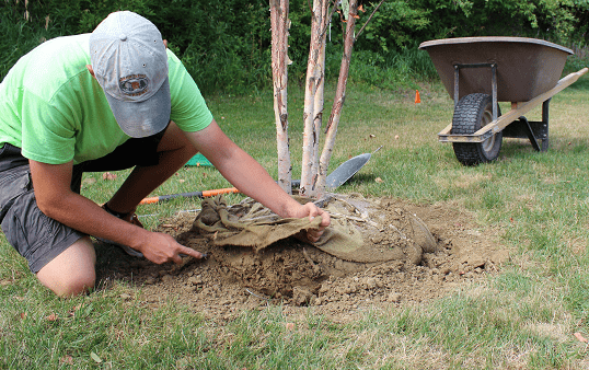 Tree Planting Instructions